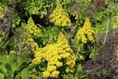 San Francisco 'da İlkbahar