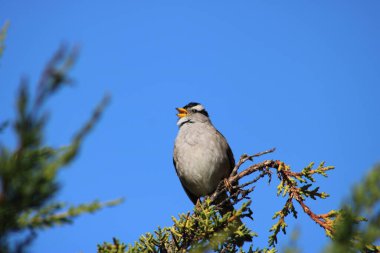 San Francisco 'da İlkbahar