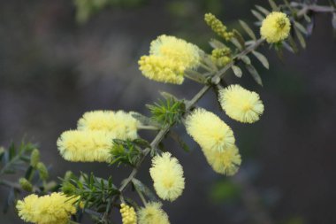 San Francisco 'da İlkbahar