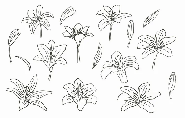 Колекція Квітів Чорної Лінії Лілією Білому Тлі — стоковий вектор