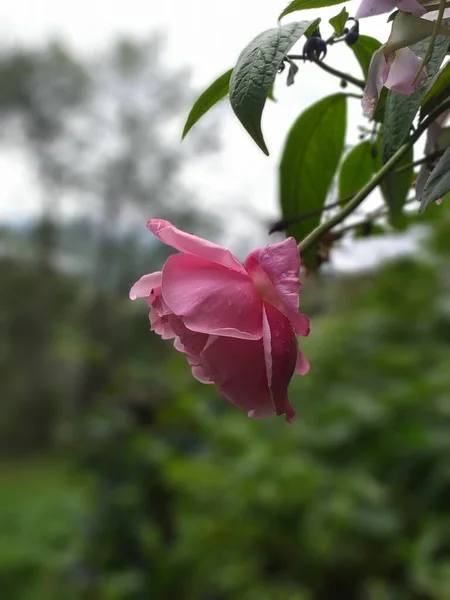 Flor Silvestre Campo Nincs Magyar Neve — Stock Fotó