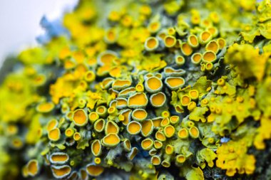 Bir ağaç yetiştiren sarı yosunlara yakın.