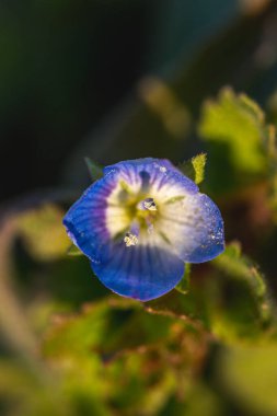 Veronica Persica ya da Veronica filiform mavi, yapraklı dört bukleli çiçek, yakın çekim. Bird 's Eye Speedwell veya Field Speedwell, Plantaginaceae familyasından bir bitki türü..
