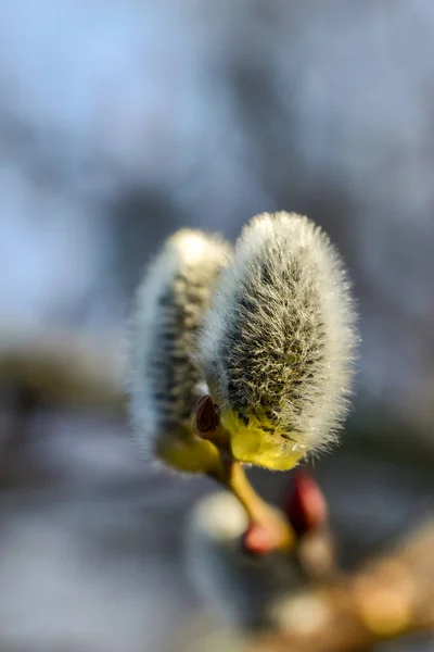 Voorjaar Achtergrond Wilgenknoppen Blauwe Lucht Achtergrond Macro Van Wilgentak Met — Stockfoto