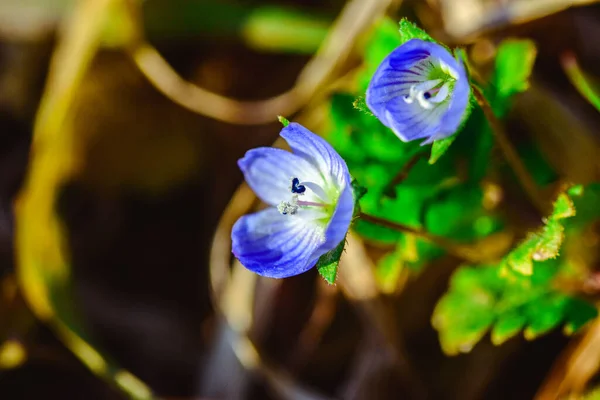 Veronica Persica Veronica Filiformis Azul Flor Quatro Lóbulos Com Folhas — Fotografia de Stock