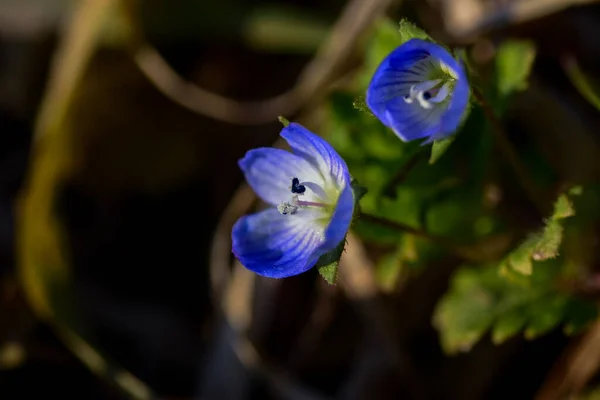 Veronica Persica Veronica Filiformis Bleu Fleur Quatre Lobes Avec Des — Photo