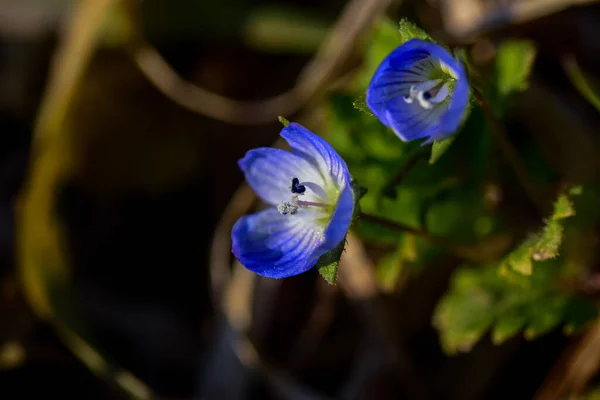 Veronica Persica Veronica Filiform Mavi Yapraklı Dört Bukleli Çiçek Yakın — Stok fotoğraf