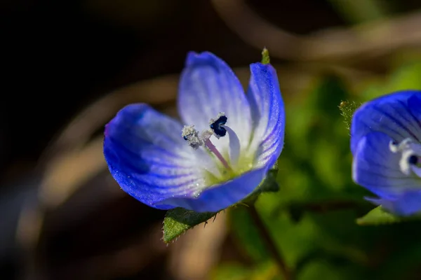 Veronica Persica Veronica Filiformis Blauw Vierlobbig Bloem Met Bladeren Close — Stockfoto