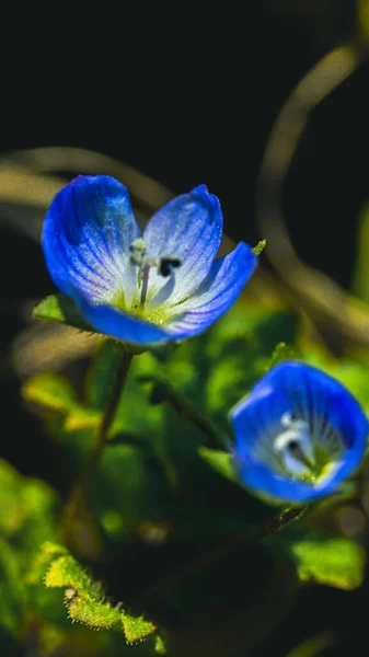 Veronica Percica Vagy Veronica Filiformis Kék Négykaréjú Virág Levelekkel Közelről — Stock Fotó