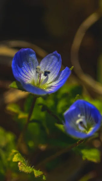 Veronica Persica Veronica Filiformis Blue Четырехлопастный Цветок Листьями Крупным Планом — стоковое фото