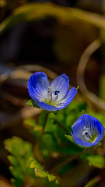 Veronica Percica Vagy Veronica Filiformis Kék Négykaréjú Virág Levelekkel Közelről — Stock Fotó