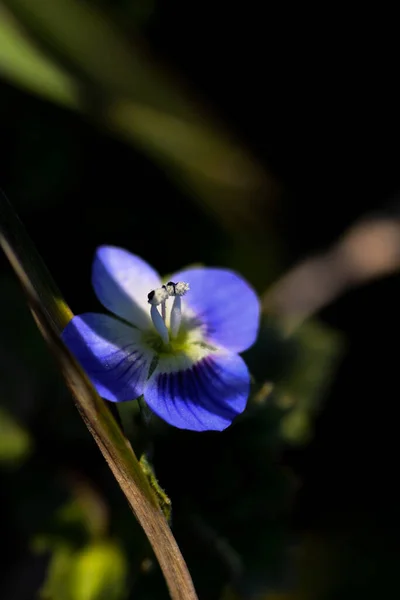 Veronica Persica Lub Veronica Filiformis Niebieski Czteroplatowy Kwiat Liśćmi Zbliżenie — Zdjęcie stockowe