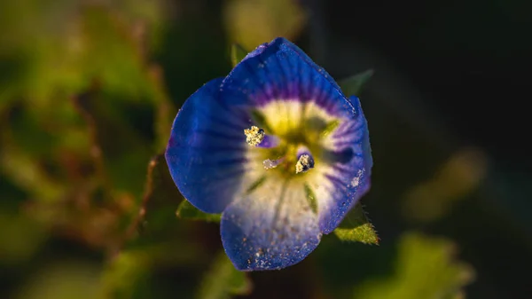 Veronica Persica Veronica Filiformis Azul Flor Quatro Lóbulos Com Folhas — Fotografia de Stock