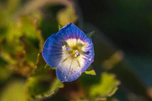 Veronica Persica Veronica Filiform Mavi Yapraklı Dört Bukleli Çiçek Yakın — Stok fotoğraf