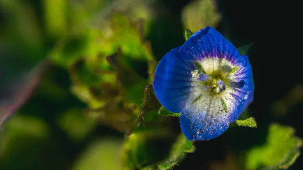 Veronica Persica Veronica Filiformis Blue Четырехлопастный Цветок Листьями Крупным Планом — стоковое фото