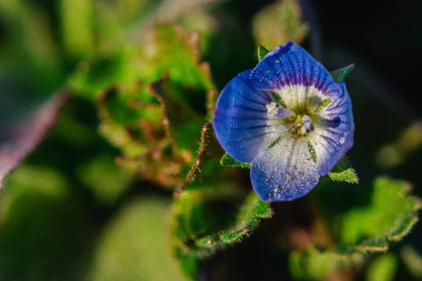 Veronica Percica Vagy Veronica Filiformis Kék Négykaréjú Virág Levelekkel Közelről — Stock Fotó