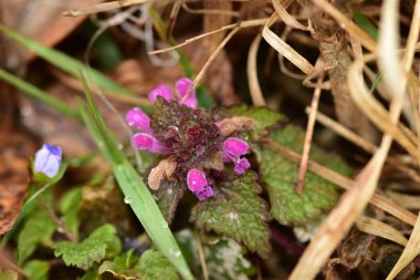 Arka plan olarak Mini menekşe yabani çiçekler. Blooming Lamium maculatum 'Roseum' (benekli tavşan, benekli ölü ısırgan otu, mor ejderha)