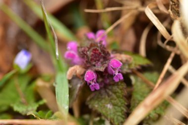 Arka plan olarak Mini menekşe yabani çiçekler. Blooming Lamium maculatum 'Roseum' (benekli tavşan, benekli ölü ısırgan otu, mor ejderha)