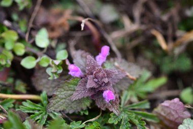 Arka plan olarak Mini menekşe yabani çiçekler. Blooming Lamium maculatum 'Roseum' (benekli tavşan, benekli ölü ısırgan otu, mor ejderha)