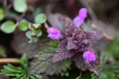 Arka plan olarak Mini menekşe yabani çiçekler. Blooming Lamium maculatum 'Roseum' (benekli tavşan, benekli ölü ısırgan otu, mor ejderha)