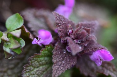 Arka plan olarak Mini menekşe yabani çiçekler. Blooming Lamium maculatum 'Roseum' (benekli tavşan, benekli ölü ısırgan otu, mor ejderha)