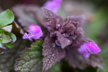 Arka plan olarak Mini menekşe yabani çiçekler. Blooming Lamium maculatum 'Roseum' (benekli tavşan, benekli ölü ısırgan otu, mor ejderha)