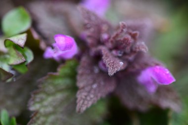 Arka plan olarak Mini menekşe yabani çiçekler. Blooming Lamium maculatum 'Roseum' (benekli tavşan, benekli ölü ısırgan otu, mor ejderha)