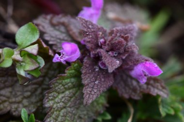 Arka plan olarak Mini menekşe yabani çiçekler. Blooming Lamium maculatum 'Roseum' (benekli tavşan, benekli ölü ısırgan otu, mor ejderha)