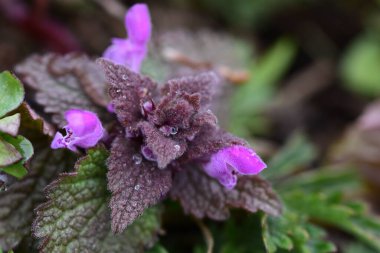 Arka plan olarak Mini menekşe yabani çiçekler. Blooming Lamium maculatum 'Roseum' (benekli tavşan, benekli ölü ısırgan otu, mor ejderha)