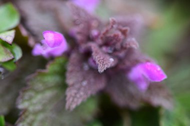 Arka plan olarak Mini menekşe yabani çiçekler. Blooming Lamium maculatum 'Roseum' (benekli tavşan, benekli ölü ısırgan otu, mor ejderha)