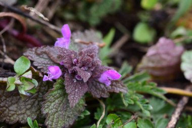 Arka plan olarak Mini menekşe yabani çiçekler. Blooming Lamium maculatum 'Roseum' (benekli tavşan, benekli ölü ısırgan otu, mor ejderha)