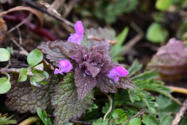 Arka plan olarak Mini menekşe yabani çiçekler. Blooming Lamium maculatum 'Roseum' (benekli tavşan, benekli ölü ısırgan otu, mor ejderha)