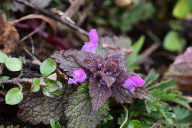 Arka plan olarak Mini menekşe yabani çiçekler. Blooming Lamium maculatum 'Roseum' (benekli tavşan, benekli ölü ısırgan otu, mor ejderha)