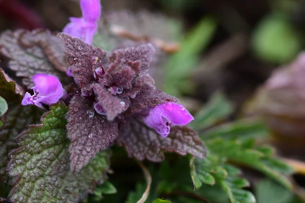 Arka plan olarak Mini menekşe yabani çiçekler. Blooming Lamium maculatum 'Roseum' (benekli tavşan, benekli ölü ısırgan otu, mor ejderha)