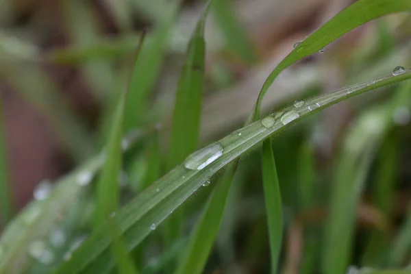 Close Beautiful Rain Drops Blades Grass — Stock Photo, Image