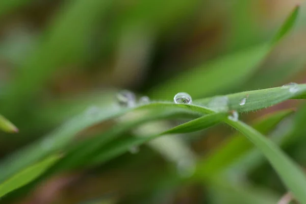 草叶上美丽的雨滴的特写 — 图库照片