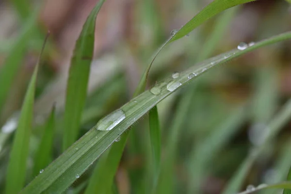 草叶上美丽的雨滴的特写 — 图库照片