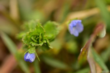 Veronica Persica ya da Veronica filiform mavi, yapraklı dört bukleli çiçek, yakın çekim. Bird 's Eye Speedwell veya Field Speedwell, Plantaginaceae familyasından bir bitki türü..