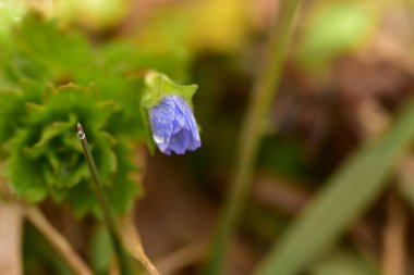 Veronica Persica ya da Veronica filiform mavi, yapraklı dört bukleli çiçek, yakın çekim. Bird 's Eye Speedwell veya Field Speedwell, Plantaginaceae familyasından bir bitki türü..