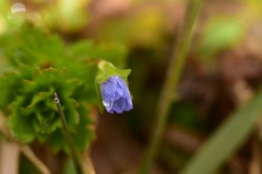 Veronica Persica ya da Veronica filiform mavi, yapraklı dört bukleli çiçek, yakın çekim. Bird 's Eye Speedwell veya Field Speedwell, Plantaginaceae familyasından bir bitki türü..