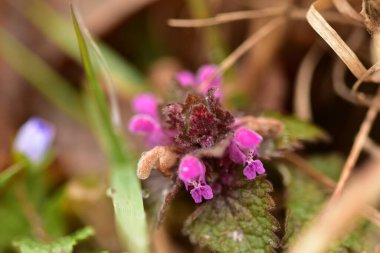 Arka plan olarak Mini menekşe yabani çiçekler. Blooming Lamium maculatum 'Roseum' (benekli tavşan, benekli ölü ısırgan otu, mor ejderha)