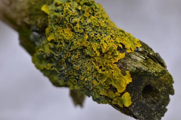 橘红色苔藓 黄色鳞片 海晒黑苔藓或滨海苔藓 Xanthoria Parietina 是一种叶状或叶状苔藓 树梢上结构的密集色彩 宏观上的细节 — 图库照片