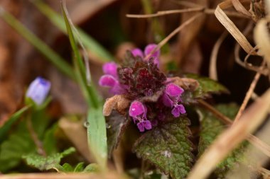 Arka plan olarak Mini menekşe yabani çiçekler. Blooming Lamium maculatum 'Roseum' (benekli tavşan, benekli ölü ısırgan otu, mor ejderha)