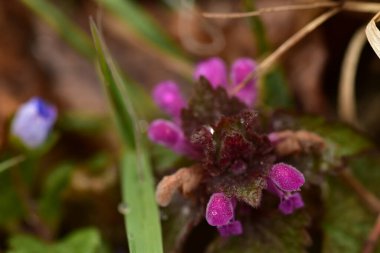Arka plan olarak Mini menekşe yabani çiçekler. Blooming Lamium maculatum 'Roseum' (benekli tavşan, benekli ölü ısırgan otu, mor ejderha)