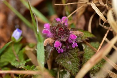 Arka plan olarak Mini menekşe yabani çiçekler. Blooming Lamium maculatum 'Roseum' (benekli tavşan, benekli ölü ısırgan otu, mor ejderha)