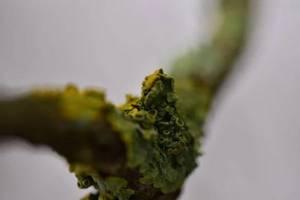 橘红色苔藓 黄色鳞片 海晒黑苔藓或滨海苔藓 Xanthoria Parietina 是一种叶状或叶状苔藓 树梢上结构的密集色彩 宏观上的细节 — 图库照片