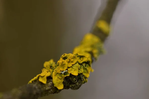 橘红色苔藓 黄色鳞片 海晒黑苔藓或滨海苔藓 Xanthoria Parietina 是一种叶状或叶状苔藓 树梢上结构的密集色彩 宏观上的细节 — 图库照片