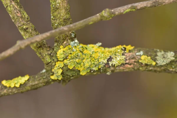 橘红色苔藓 黄色鳞片 海晒黑苔藓或滨海苔藓 Xanthoria Parietina 是一种叶状或叶状苔藓 树梢上结构的密集色彩 宏观上的细节 — 图库照片