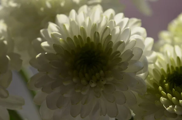 Closeup White Guldaodi Chrysanthemum Flowering Plant — Stock Photo, Image