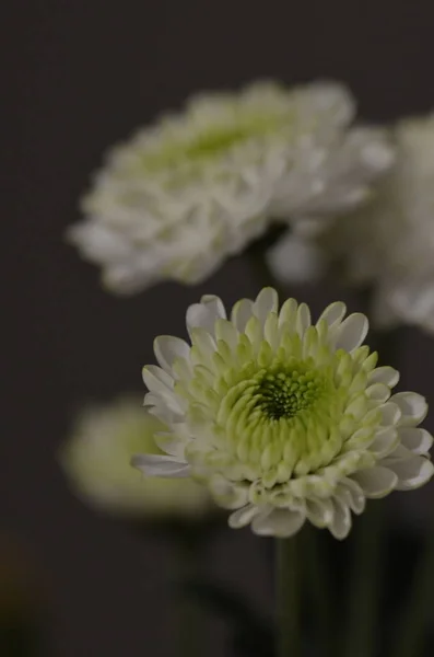 Closeup White Guldaodi Chrysanthemum Flowering Plant — Stock Photo, Image